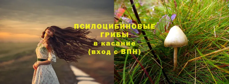 купить наркотики сайты  нарко площадка формула  Псилоцибиновые грибы Psilocybine cubensis  Калининск 